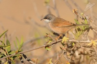 Penice brylata 4172